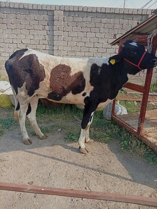 Gunajin sotiladi qiziqala