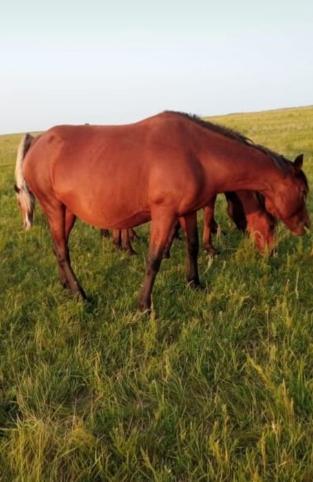 Продам жеребую кобылу с тайчиком