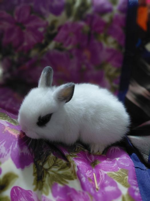 Кролики породы "хотот"