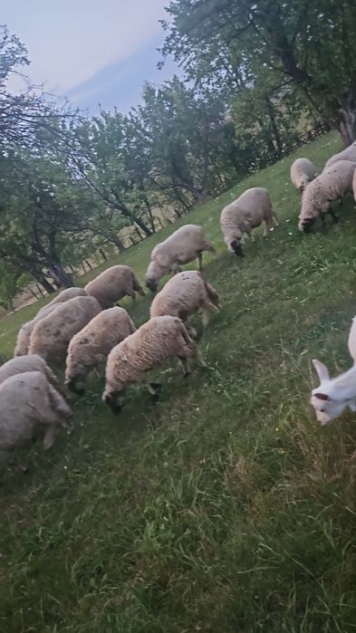 Vând 3 oi și 2 miele