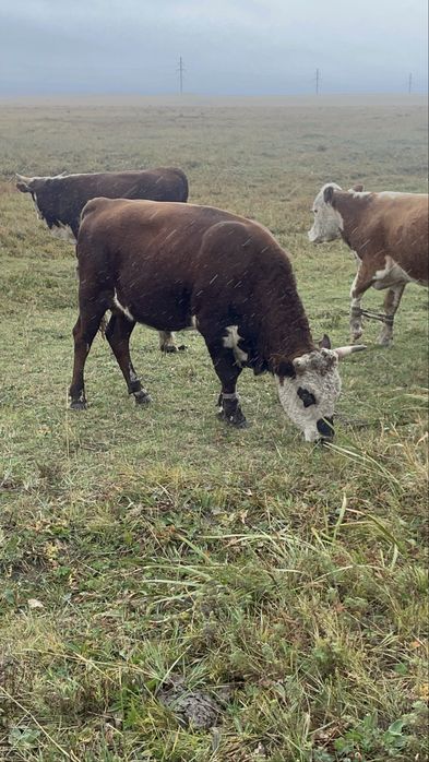 Прадается бычкиии