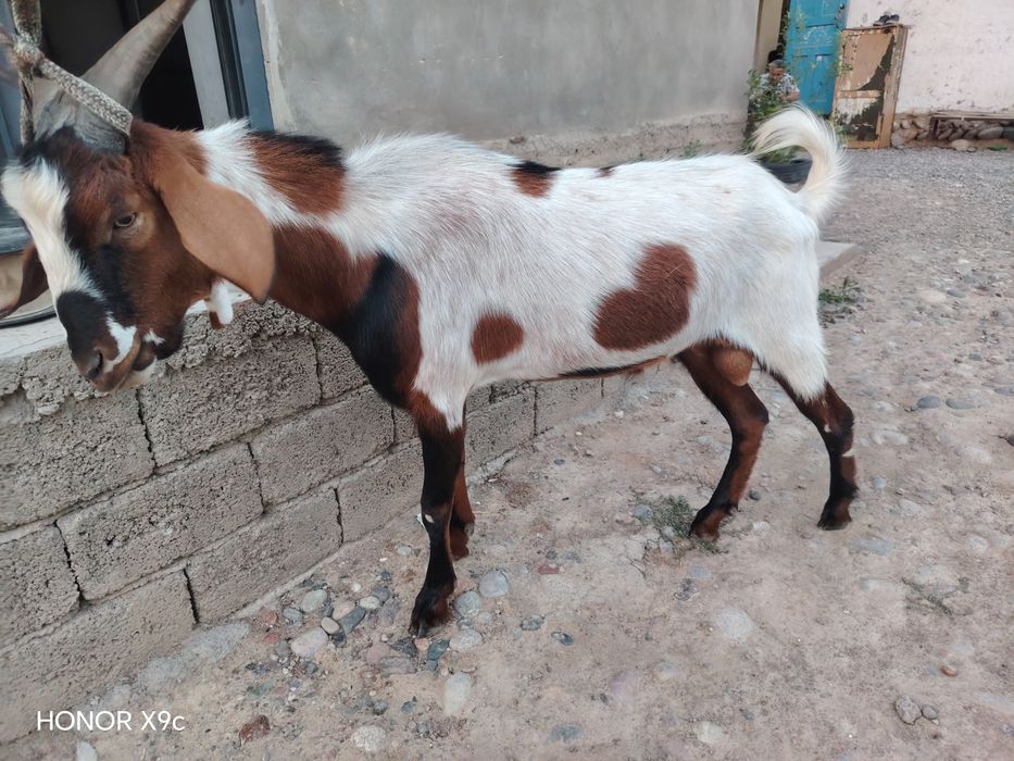 Taka echki zotdor taka