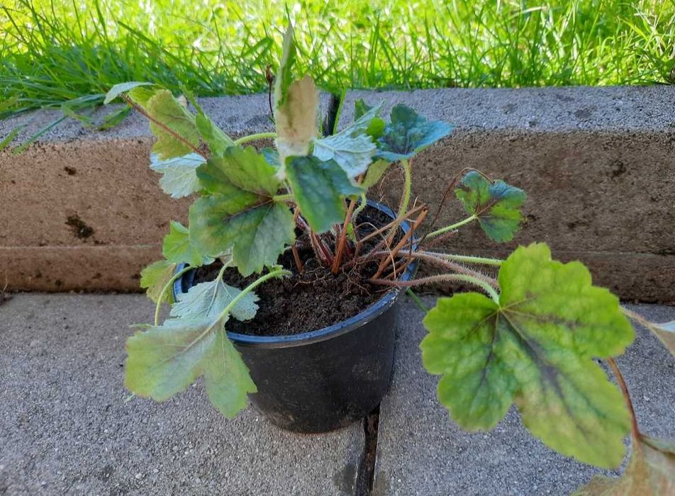 Хойхера - 5 вида