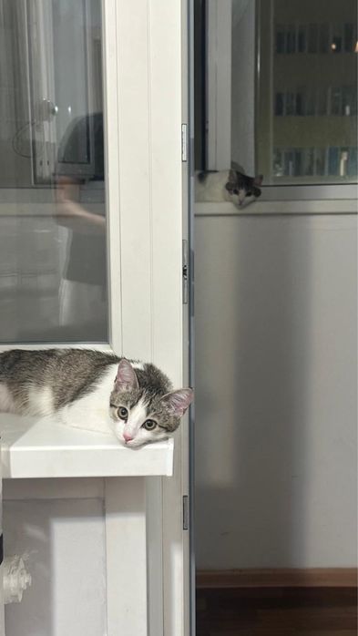 Отдам котенка в добрые руки