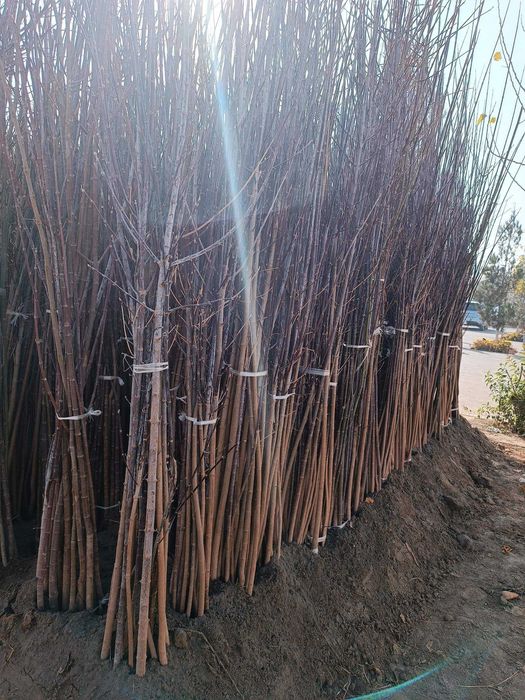 Манзарали дарахт кўчатлари-Декоративные саженцы