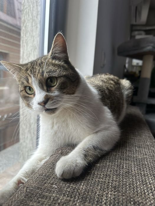 Nor isi cauta casuta