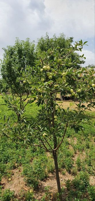 Продается Участок в таваксае