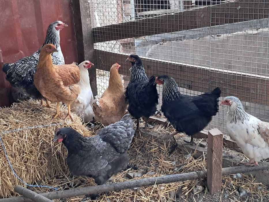 Puice de casă la începutul ouatului