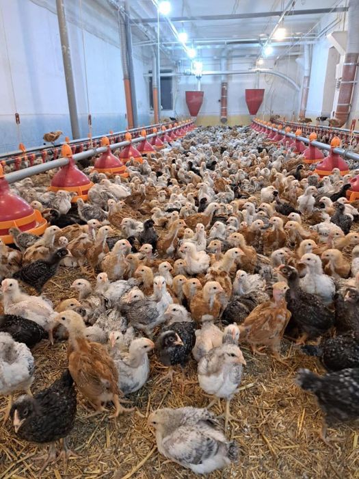 pui de gaina albi de carne si rasa mixta