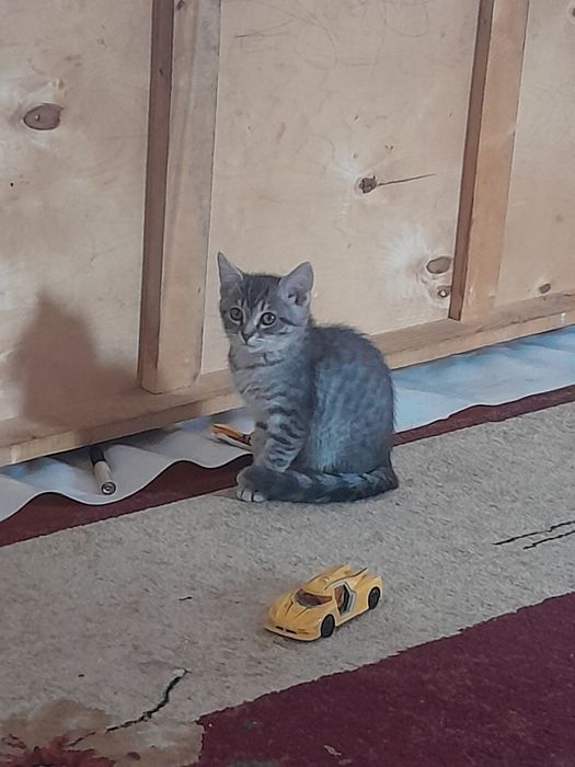 Мысык сатылады британскийй парода