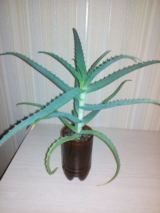 Продам цветок алоэ