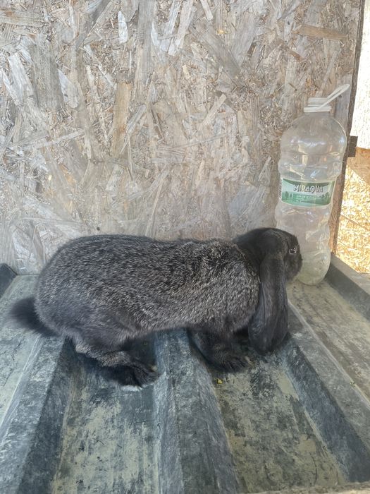 Iepuri berbec german