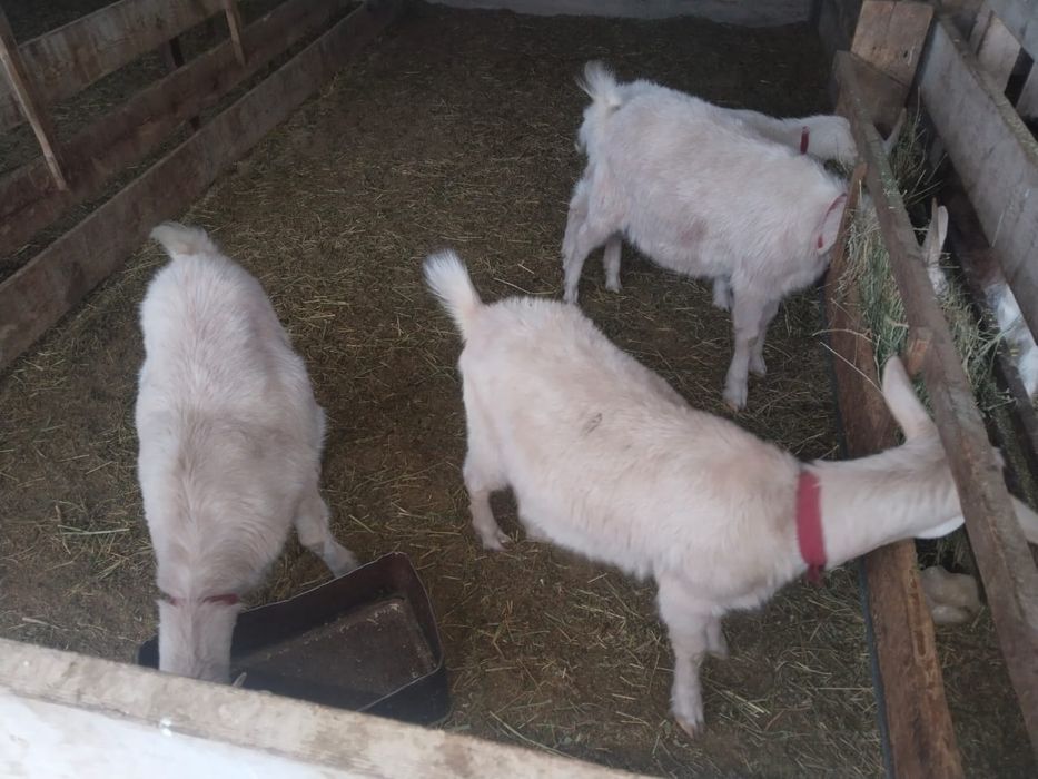 Бірінші тума альпи шыбыш сатылады