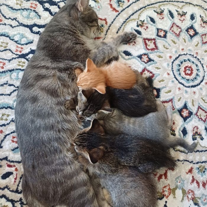Котята в добрые руки