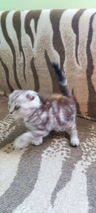 Британские котята