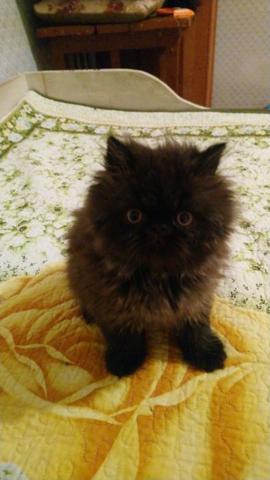 Продам котёнка экзот