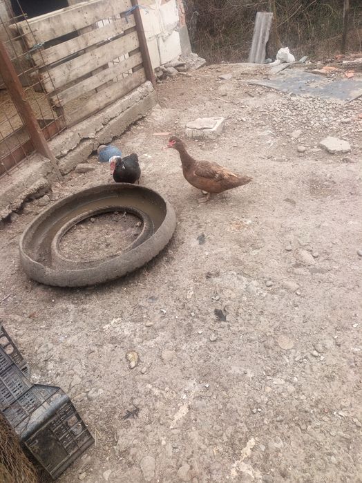 Vând rate leșești sau schimb cu găini