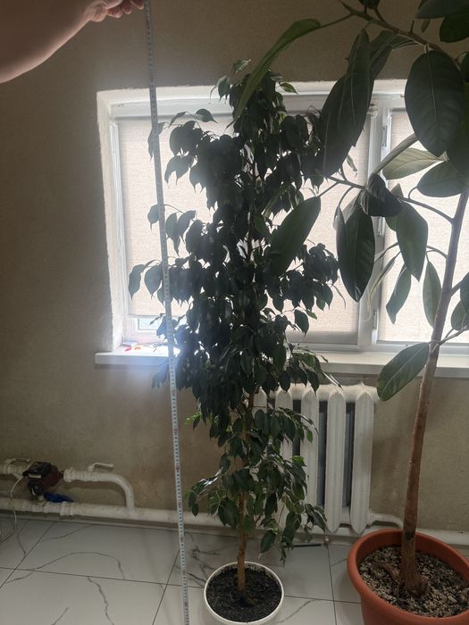 продам комнатные цветы