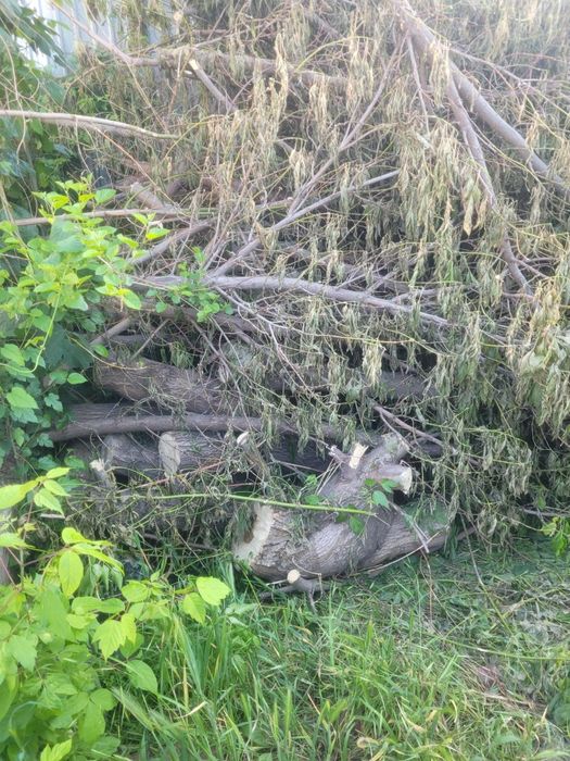 Дрова бесплатно.