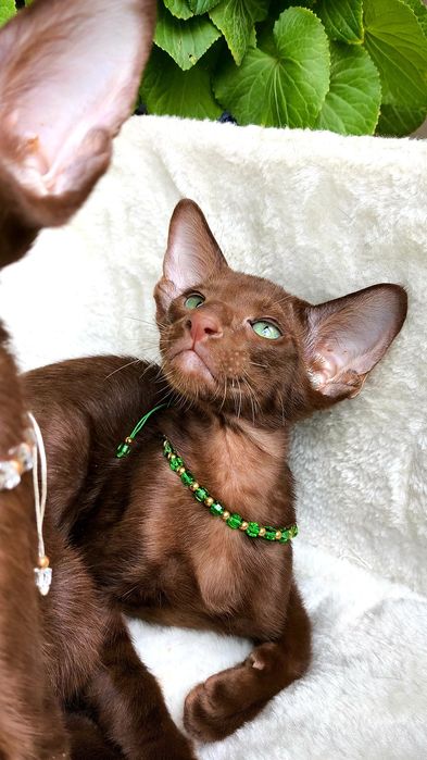 ORIENTAL kittens - ШОКОЛАД,  Коричневые