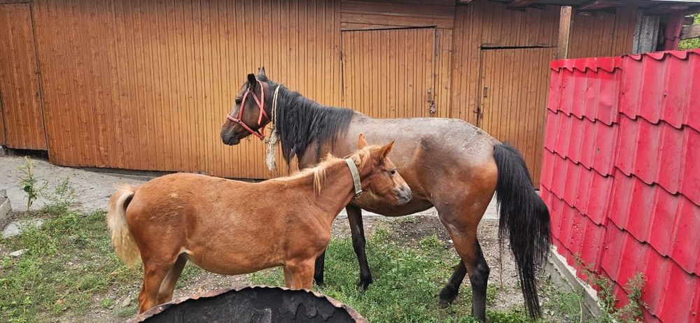 Продам кобылу с жеребенком