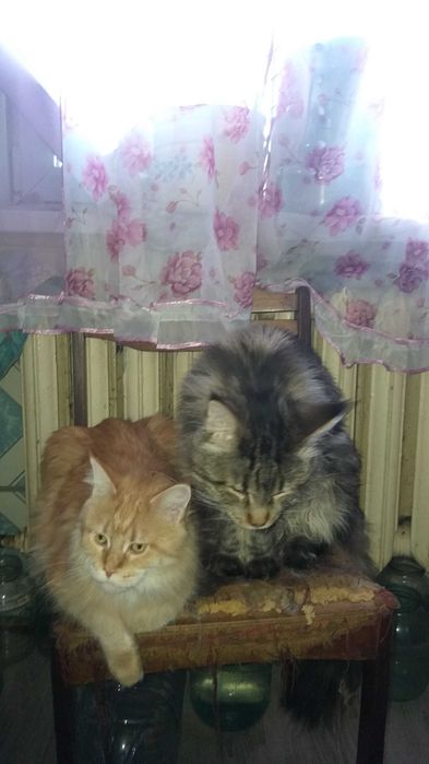 котята Мейн-куна.