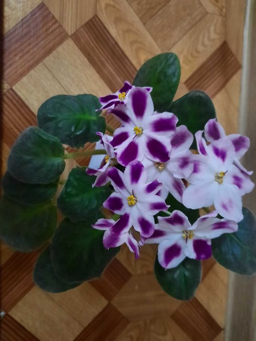 Продаются фиалки