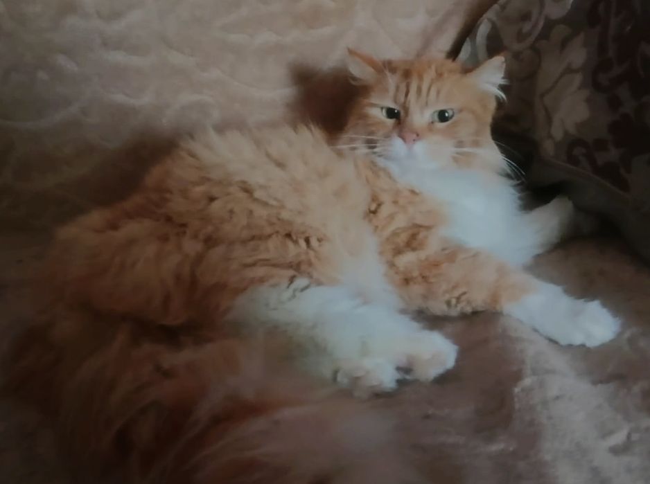 Сибирская  кошечка