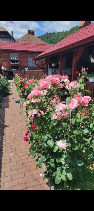 Cazare Calimanesti Caciulata Oaza de relaxare in centru gratar foisor