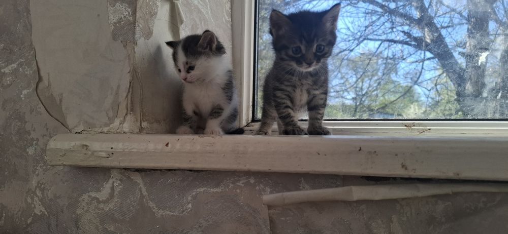 Отдам котят  1 месяц