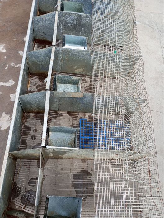 Куен клетка сотилади