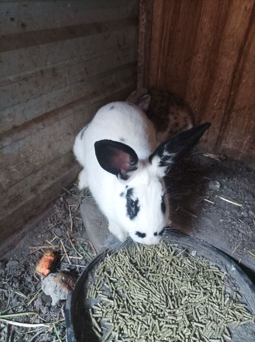 Vilikan quyonlar sotiladi