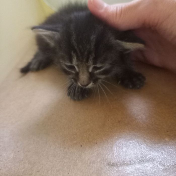 Вислоухий котёнок ещё месяц нету мальчик