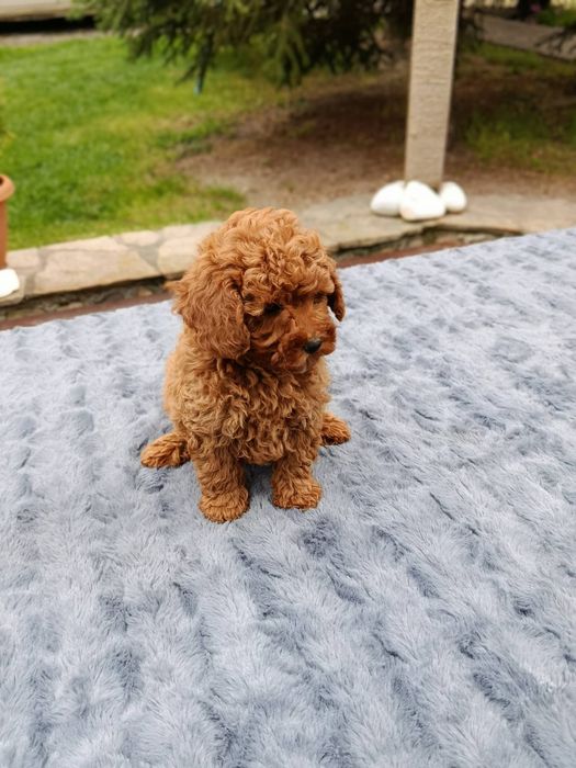 Той Пудел / Toy Poodle