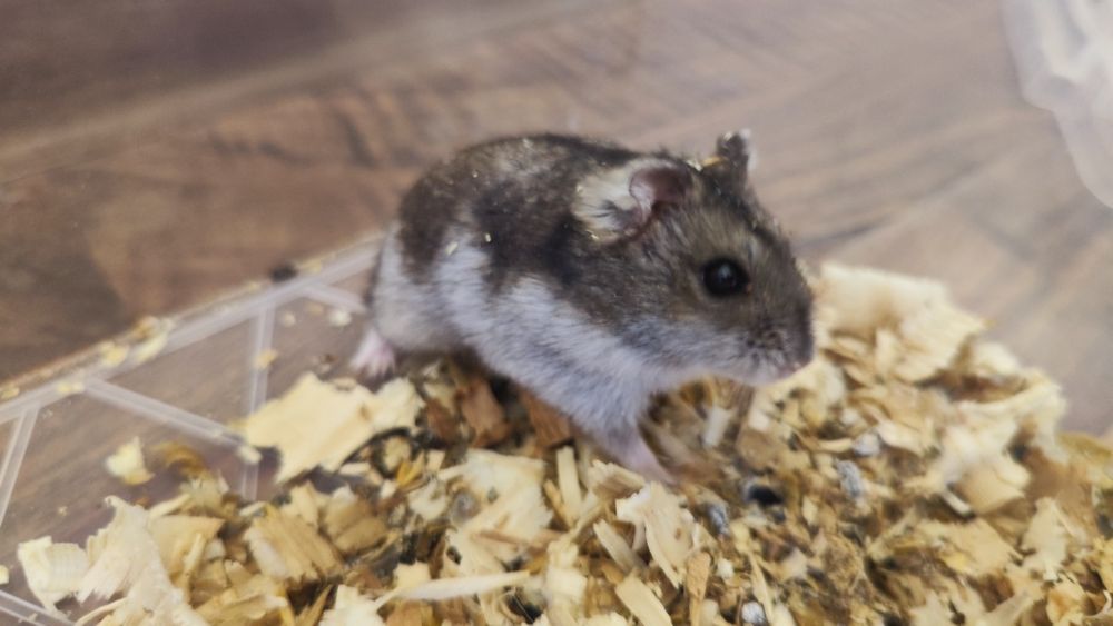 Подарявам мини  хамстер