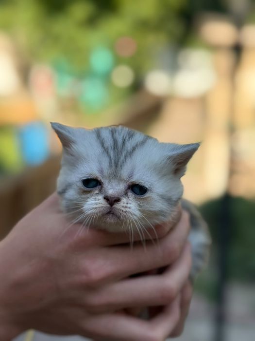 Британские котята  с родословной