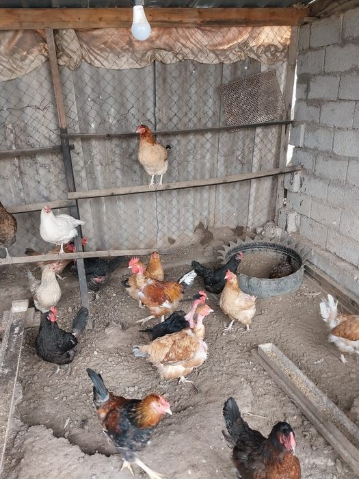 Продаются куры разных пород