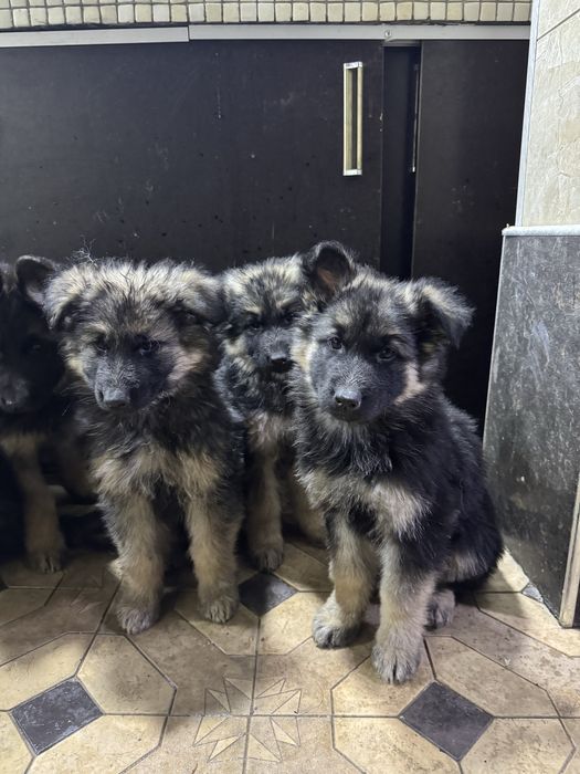 Щенки немецкой овчарки