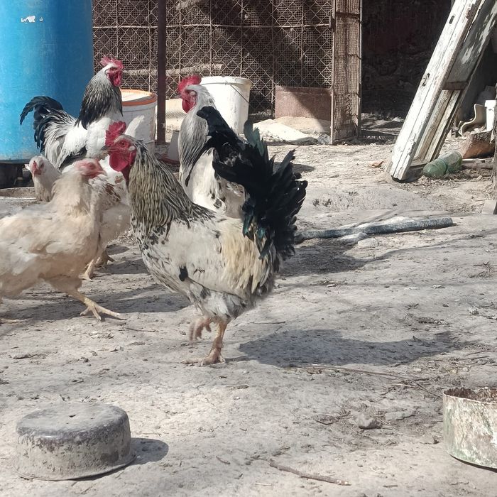 Кораздар сатылады!