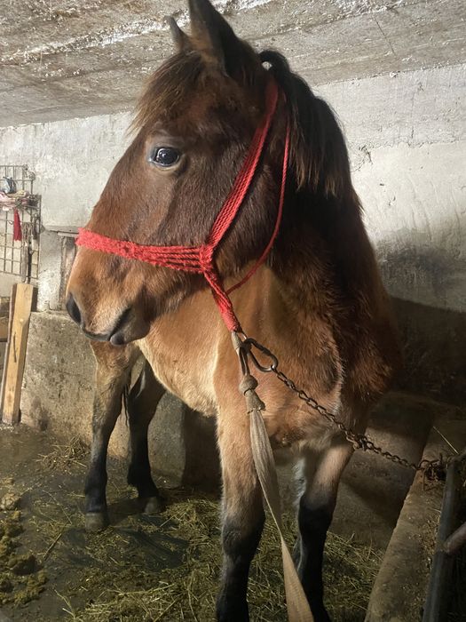 Manz cuminte de 8 luni