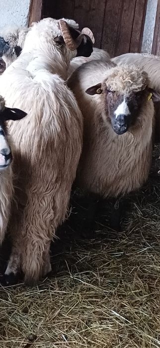 Vând berbec mior si un noatin