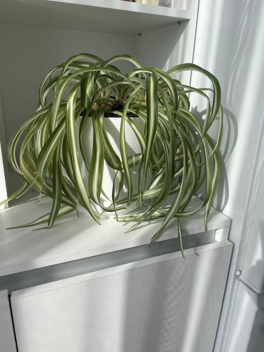 Продам комнатные растения