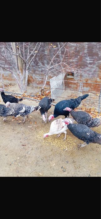 Күркетауықтар сатылады.