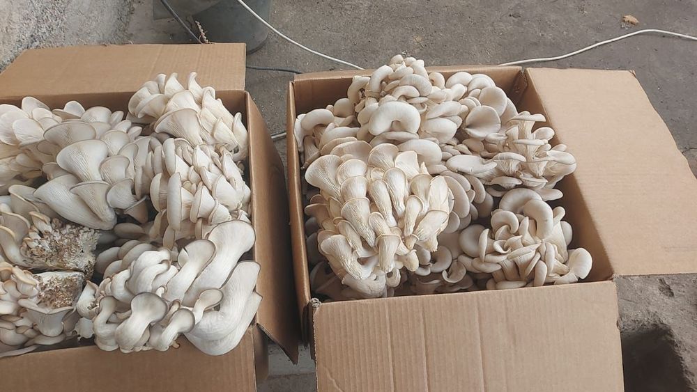 Грибы. Саңырауқұлақ. Вешенки