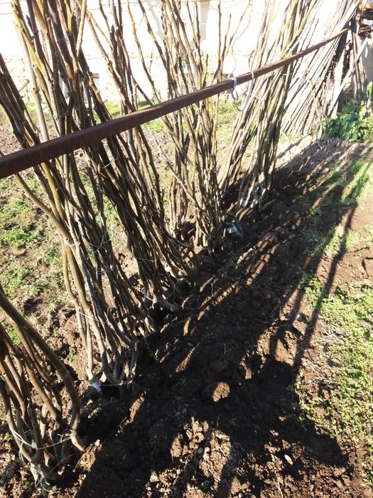 Облогороден Орех