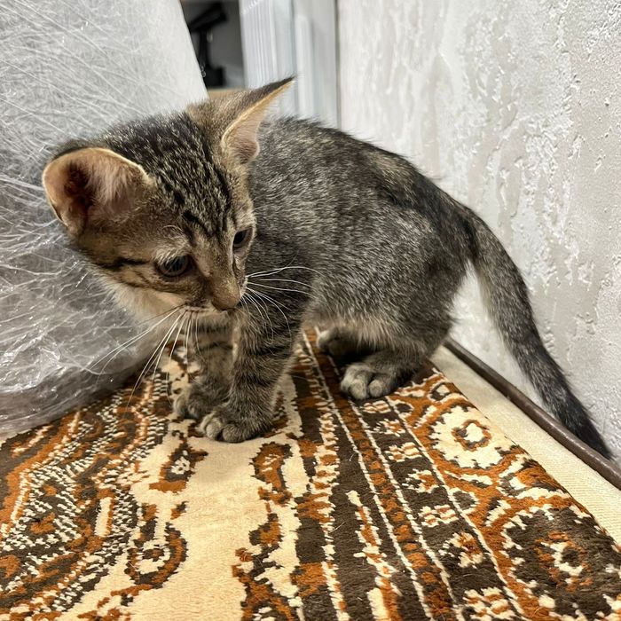 Отдам кошечек в добрые руки