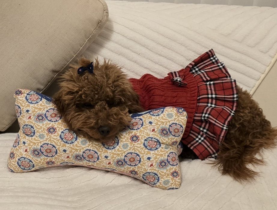 Мини пудел момиче