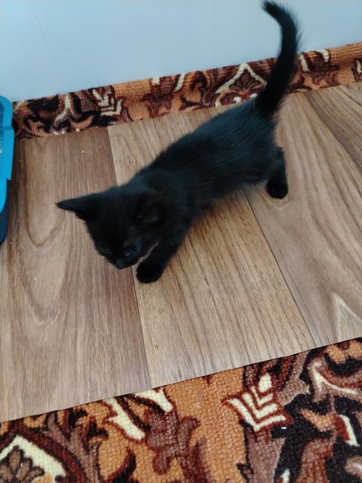 Отдам котят в хорошие руки.