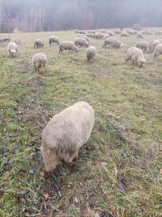 Vând oi tinere varietate ruginie