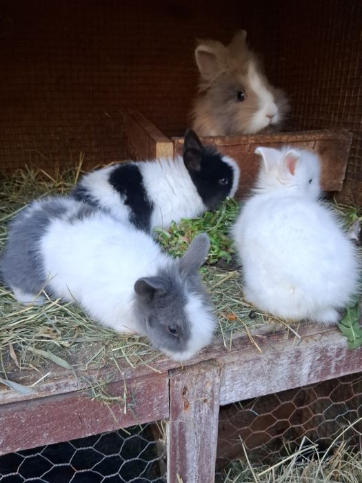 Vând pui de iepure cap de leu pitic